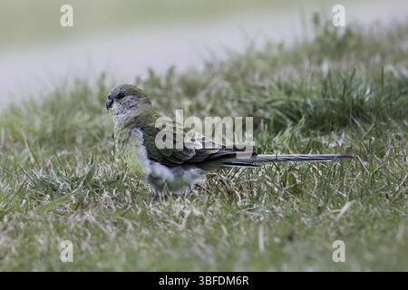Cantautrice (Psephotus haematonotus) Foto Stock