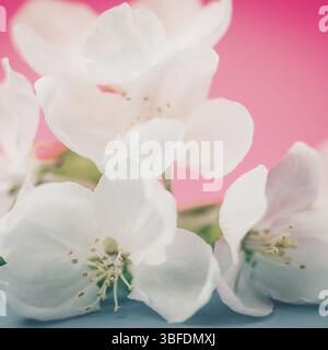 Apple Blossoms oltre sfocato colore di sfondo. Fiori di Primavera creative macro immagine quadrata con bokeh di fondo. Profondità di campo. Spa e il concetto di benessere Foto Stock