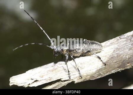 Ariete di Cobbler (Monochamus sutor) Foto Stock