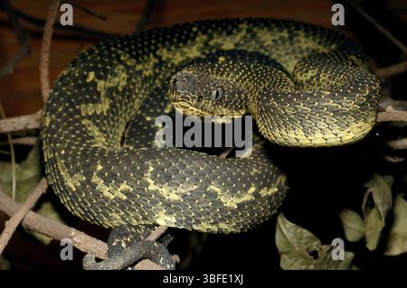 Monte Kenya Bush viper (Atheris desaixi) Foto Stock