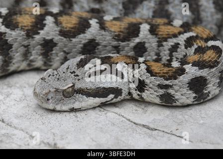 vipera di Wagner (Montivipera wagneri) Foto Stock