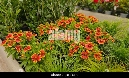 Fiori di coperta che fioriscono giallo-rosso vibrante in contenitori per vivaio, allestimento per la vendita di giardini Foto Stock
