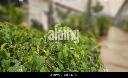 Vegetazione verdeggiante che cresce densamente, mostrando vegetazione lussureggiante in condizioni di coltivazione ottimali Foto Stock