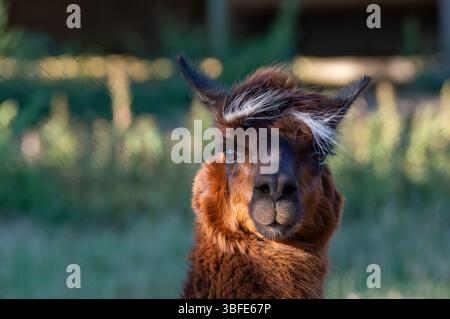Un lama marrone con un distintivo volto bianco si erge tranquillamente in un lussureggiante campo verde. Il sole illumina la pelliccia mentre guarda curiosamente verso lo spettatore, Foto Stock