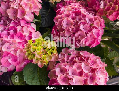 Ortensie colorate sfoggiano una miscela di sfumature rosa e verde in un giardino fiorente. I fiori vibranti indicano la bellezza delle fioriture primaverili Foto Stock