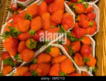 Le fragole in varie sfumature di rosso e arancione sono disposte con cura in diversi cesti, mostrando la loro freschezza e i colori vivaci in un'asfalto Foto Stock