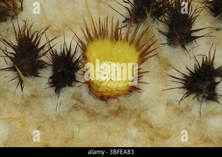 Echinocactus (Echinocactus grusonii) Foto Stock