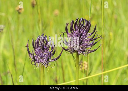 Nero R,- 2 fiori (Phyteuma nigrum) Foto Stock