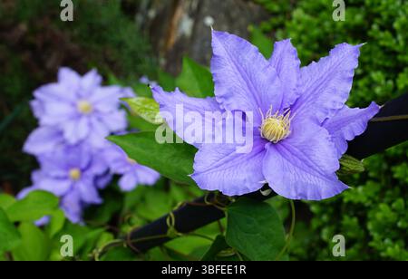 Vivace colore lavanda di Clematis "Will Goodwin" in fiore di grandi dimensioni Foto Stock