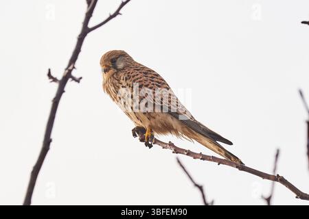 Gheppio comune seduto su un ramo (Falco tinnunculus). Bird of Prey Foto Stock