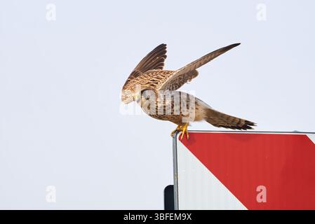 Attacco di lancio kestrel comune (Falco tinnunculus). Bird of Prey Foto Stock