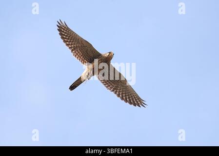 Gheppio comune in volo con la sua preda in artigli (Falco tinnunculus). Bird of Prey Foto Stock