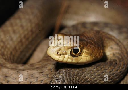Serpente di Montpellier orientale (Malpolon monspessulanus insignitus) Foto Stock