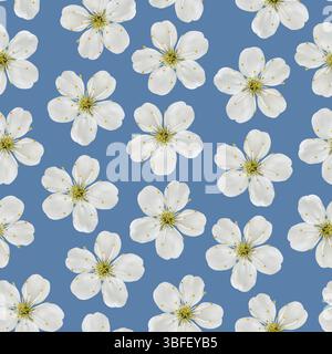 Motivo senza cuciture. Fiori di ciliegio bianchi su sfondo blu Foto Stock