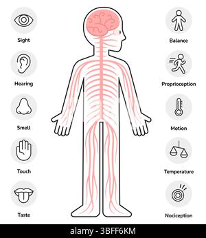 Elementi grafici infografici del sistema nervoso umano. Contorno del corpo con nervi, colonna vertebrale, cervello e icone dei sensi. Set di illustrazioni della clipart vettoriale. Illustrazione Vettoriale