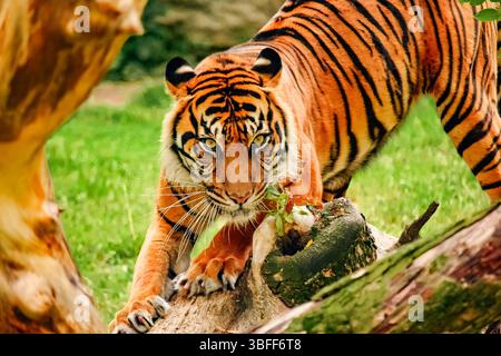 Accattivante tigre del Bengala che fissa direttamente la fotocamera: Primo piano di un potente Predator che gratta un tronco, che mostra vivaci strisce in un lussureggiante habitat naturale - Fotografia mozzafiato della natura Foto Stock