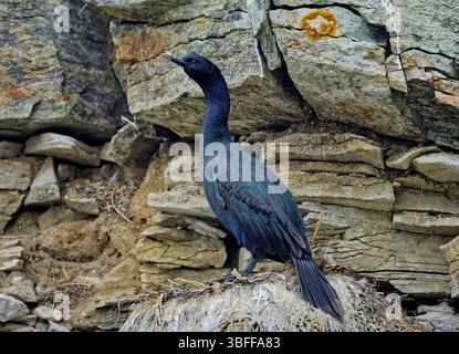 Cormorano pelagico (Urile pelagicus) su una parete rocciosa. Il cormorano pelagico femminile è seduto in un nido su una roccia in una giornata di sole Foto Stock
