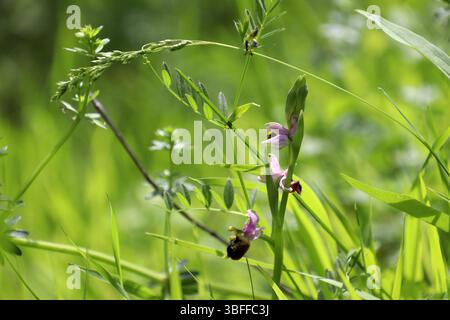 Orchidea tardiva di ragno nativa (Ophrys holosericea) tra erbe verdi lussureggianti in primavera (Baden, Germania) Foto Stock