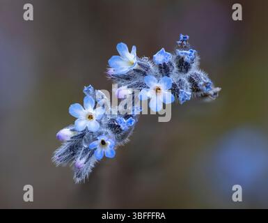 La stretta fioritura di "dimentica" in primavera Foto Stock