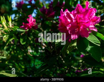 Primo piano di vividi fiori di rododendro magenta in una luce soffusa del sole primaverile, circondati da foglie verdi lussureggianti in un giardino o in un ambiente commemorativo. Foto Stock