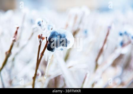 Bacche nere congelate sui cespugli in inverno Foto Stock