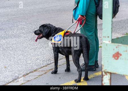 Un cane guida in un giubbotto luminoso assiste una persona non vedente, in piedi su un marciapiede e pronta ad aiutare a navigare in sicurezza attraverso la strada. Laboratorio nero Foto Stock