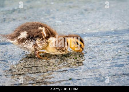 Un'acqua potabile Mallard Duckling. Lago di Ginevra, Svizzera. Foto Stock
