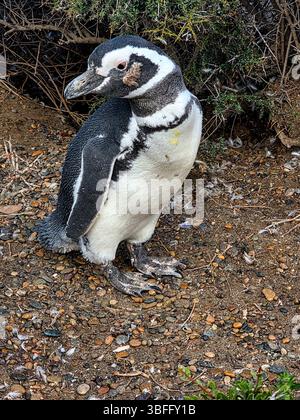 Pinguino di Magellano (Spheniscus magellanicus) in Argentina Foto Stock