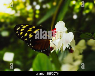 Farfalla tigre maculata di panna (Tithorea tarricina) su fiore tropicale Foto Stock