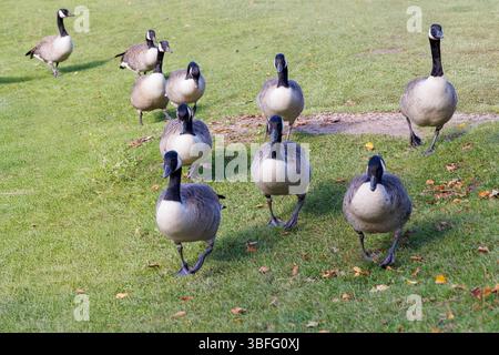 Branta canadensis, oche del Canada, Inghilterra, Regno Unito Foto Stock