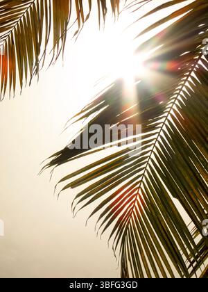 Foglia di palma al sole Foto Stock
