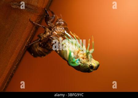 Una cicada che emerge dal suo guscio. Foto Stock