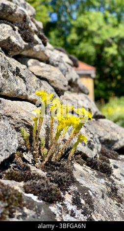 Gruppi di fiori gialli a forma di stella di Sedum acri sparsi su un tetto di pietra, che prosperano in spazi illuminati dal sole con poca acqua, Dordogna, Francia Foto Stock