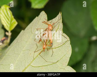 Macro di una mosca di una gru (Tipula sp.) Riposa su una foglia verde a Étang de Meudon, Francia. Foto Stock