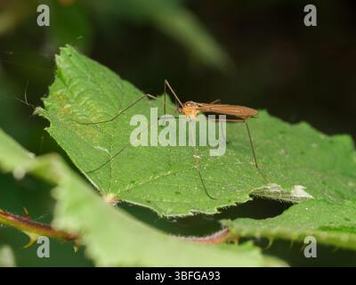 Macro di una mosca di una gru (Tipula sp.) Riposa su una foglia verde a Étang de Meudon, Francia. Foto Stock