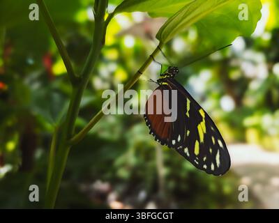 Farfalla Tithorea tarricina che riposa su pianta nella casa tropicale delle farfalle Foto Stock