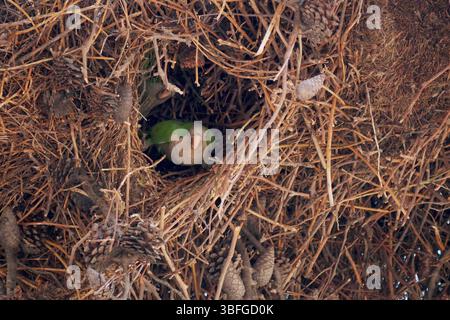Monk Parakeet calita (Myiopsitta monachus) pappagallo verde selvatico nel suo nido su un albero. Foto Stock
