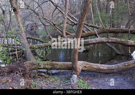 Un litorale fangoso con un albero caduto ricoperto di muschio contorto adagiato su di esso. L'albero ha rami asciutti e senza abbaia, il suo stato - vivo o morto - non è chiaro. Beyon Foto Stock