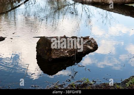Una scena di lago con un tronco di betulla in decadimento con funghi a staffa che galleggiano nell'acqua. Una rana nuota nelle vicinanze, creando increspature sulla superficie dell'acqua. Il Foto Stock