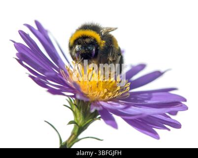 bumblebee dalla coda bianca in latino Bombus lucorum, seduto sul fiore blu isolato su sfondo bianco Foto Stock