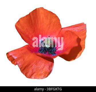 Papaveri rossi o papaveri comuni, papaveri di mais, rose di mais, papaveri da campo, papaveri delle fiandre, in latino Papaver Rhoaes isolato su sfondo bianco Foto Stock