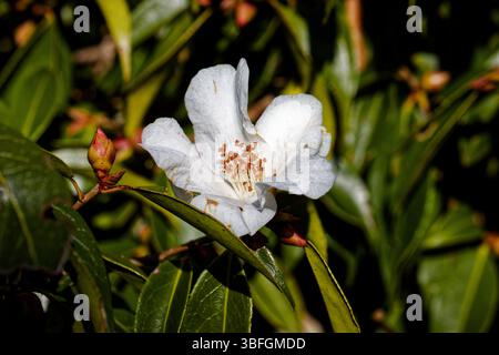 Camellia Cornish Snow: Fiori bianchi singoli di larghezza 4-5 cm, rosa tinto sul retro, aperto da metà inverno. Foto Stock