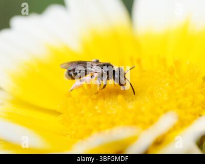 Macro di un’ape sudorifera (Lasioglossum sp.) Raccogliere polline su un fiore a margherita a Lione, Francia. Foto Stock