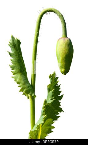 Dettaglio del bocciolo di fiori di papavero da oppio papaver somniferum isolato su sfondo bianco Foto Stock
