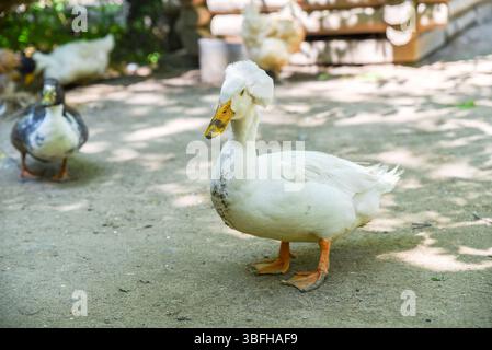 Anatra crestata di Pekin bianco in piedi in piena vista di fronte alla telecamera, con polli e anatre sfocati sullo sfondo rurale, catturati in un setti del villaggio Foto Stock