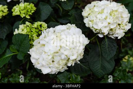 White Hydrangea arborescens Annabelle fiori in piena fioritura, mostrato in primo piano. Noto anche come Smooth Hydrangea. Famiglia Hydrangeaceae, piante da giardino. Foto Stock