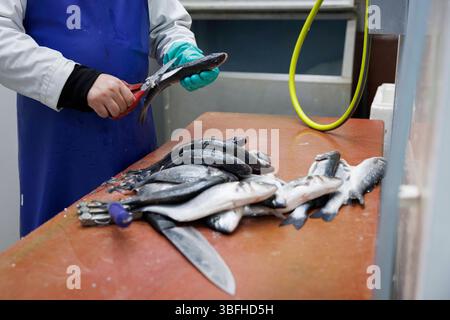 [MccLi0014028] pescivendolo locale, Ocean Catch London, a Fulham, Londra. Nella foto il 19 maggio 2025. C) Belinda Jiao 07598931257 www.belindajiao Foto Stock