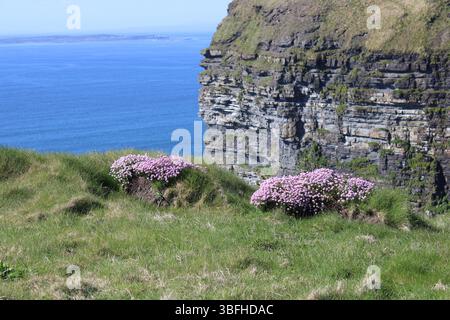 Due gruppi di fiori selvatici rosa marini alle scogliere di Moher nella contea di Clare, Island, con l'Oceano Atlantico e le isole Aran sullo sfondo Foto Stock