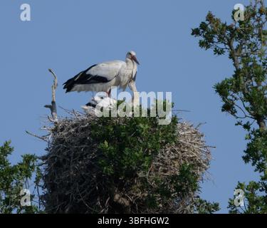 Nido di cicogna bianca , parte del White Stork Project, presso la Knepp Estate, West Sussex. Una madre e due nidi. Foto Stock