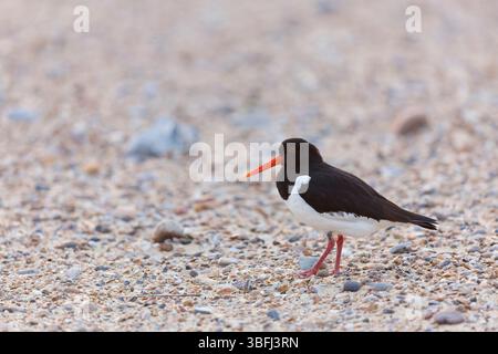 Oystercatcher eurasiatico Haematopus ostralegus, adulto in piedi sulla spiaggia di ciottoli, Suffolk, Inghilterra, maggio Foto Stock